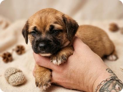 Hooch, a Adoptable mixed breed in Cibolo, TX image 1/3