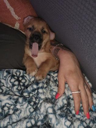 Hooch, a Adoptable mixed breed in Cibolo, TX image 3/3