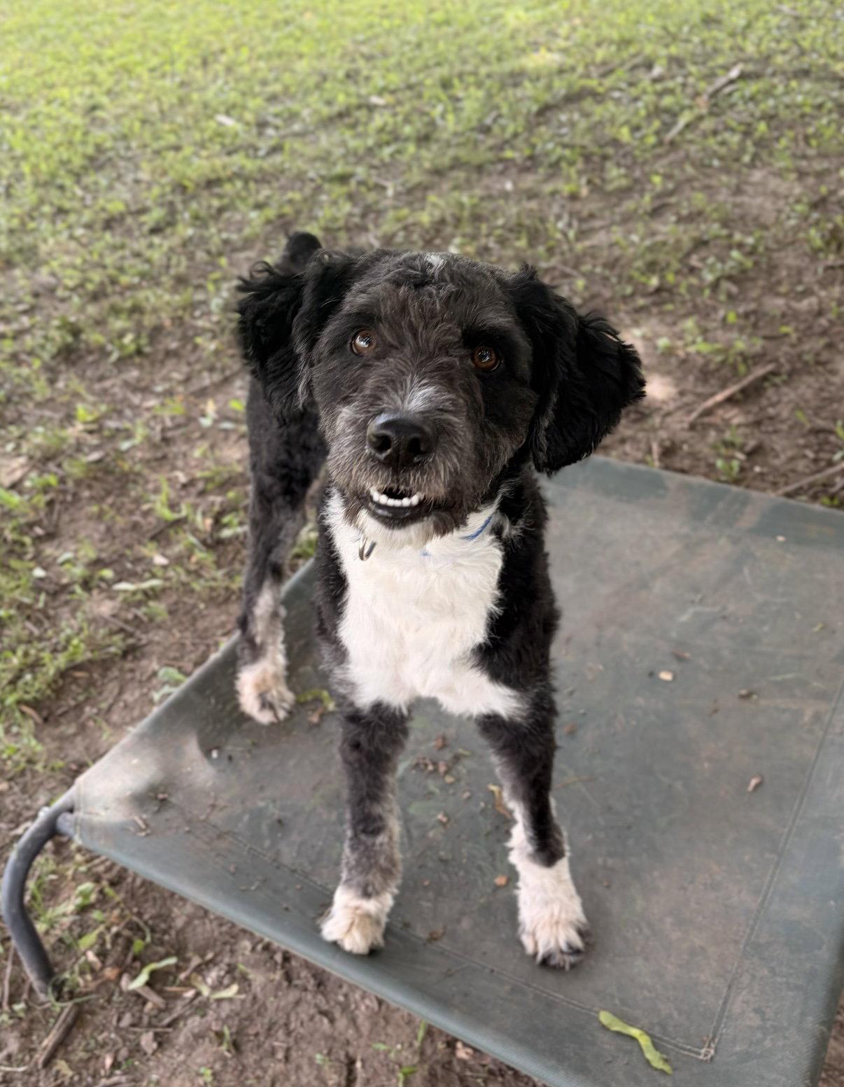 Scrappy, a ADOPTABLE mixed breed in Jefferson, WI image 2/2