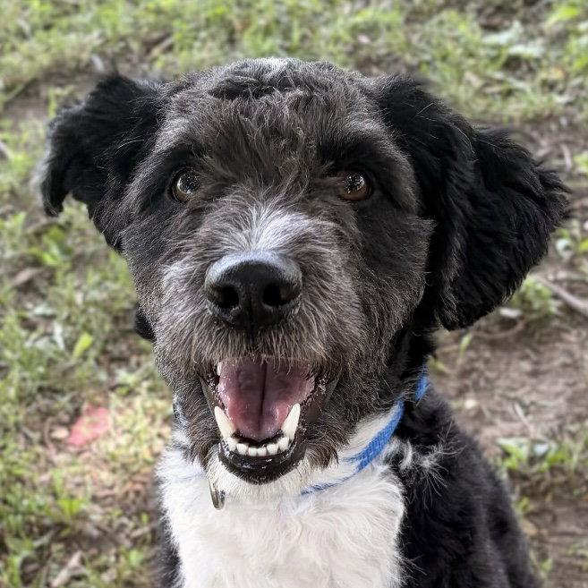 Scrappy, ADOPTABLE, Adult Male Labradoodle.