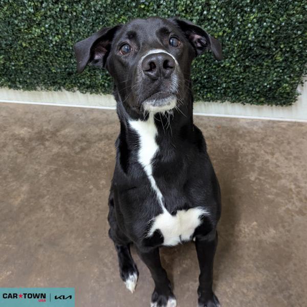 Enlarge Fin, a Adoptable mixed breed in Lexington, KY image 1/1