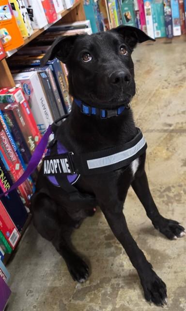 LAZARUS, Adoptable, Young Male German Shepherd Dog.