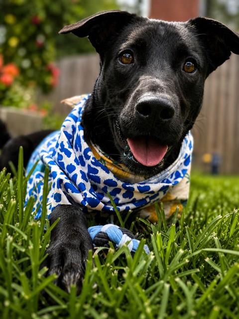 LAZARUS, Adoptable, Young Male German Shepherd Dog.
