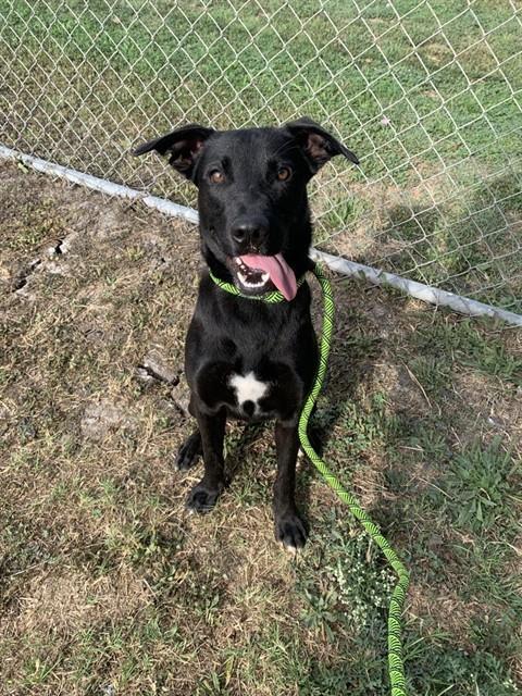 Enlarge LAZARUS, a Adoptable German Shepherd Dog in Corpus Christi, TX image 1/1