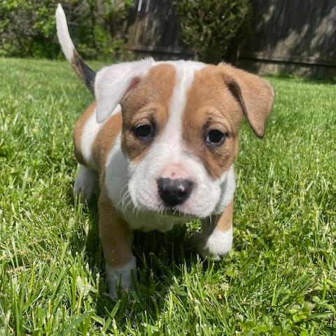 Meadow, Adoptable, Puppy Female Shepherd & Mixed Breed.
