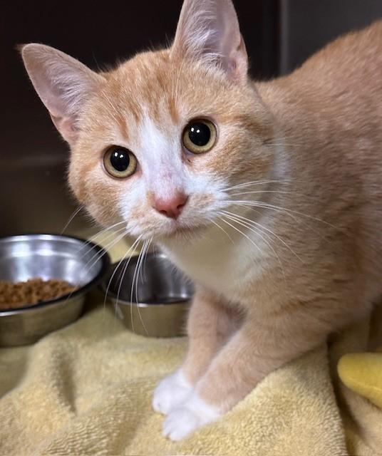 Monarch, ADOPTABLE, Young Female Domestic Short Hair.