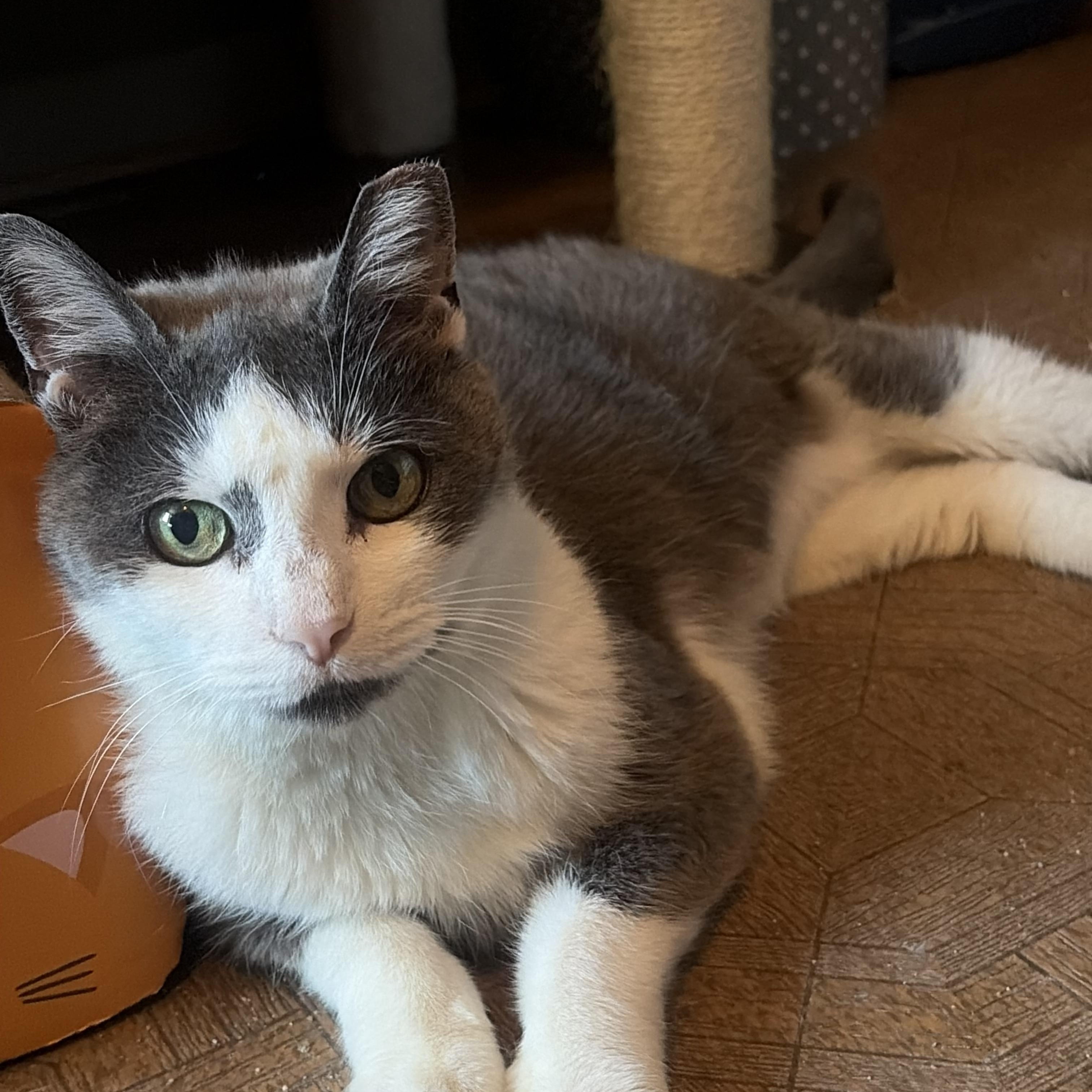Enlarge Grace, a Adoptable mixed breed in East Amherst, NY image 2/5
