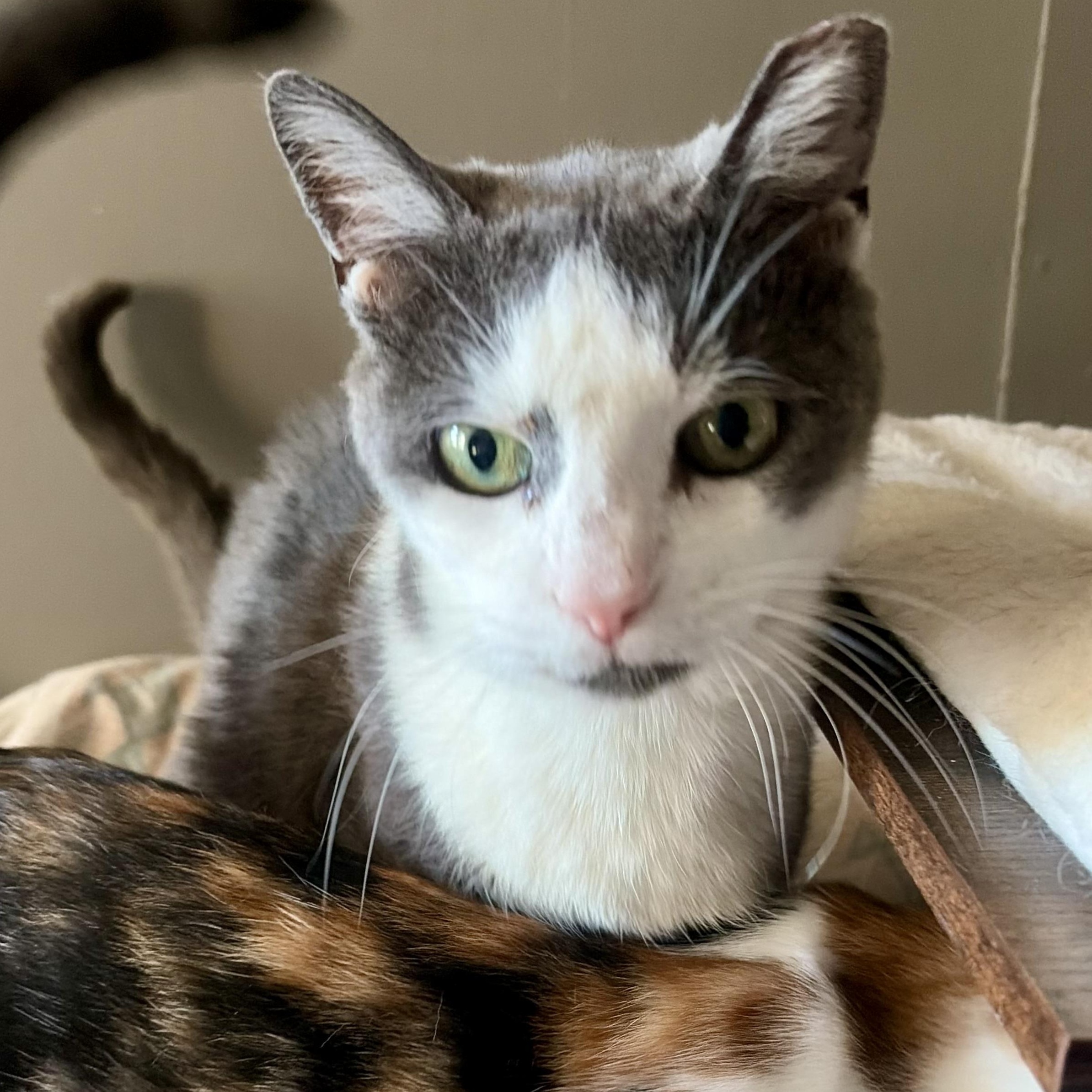 Enlarge Grace, a Adoptable mixed breed in East Amherst, NY image 3/5