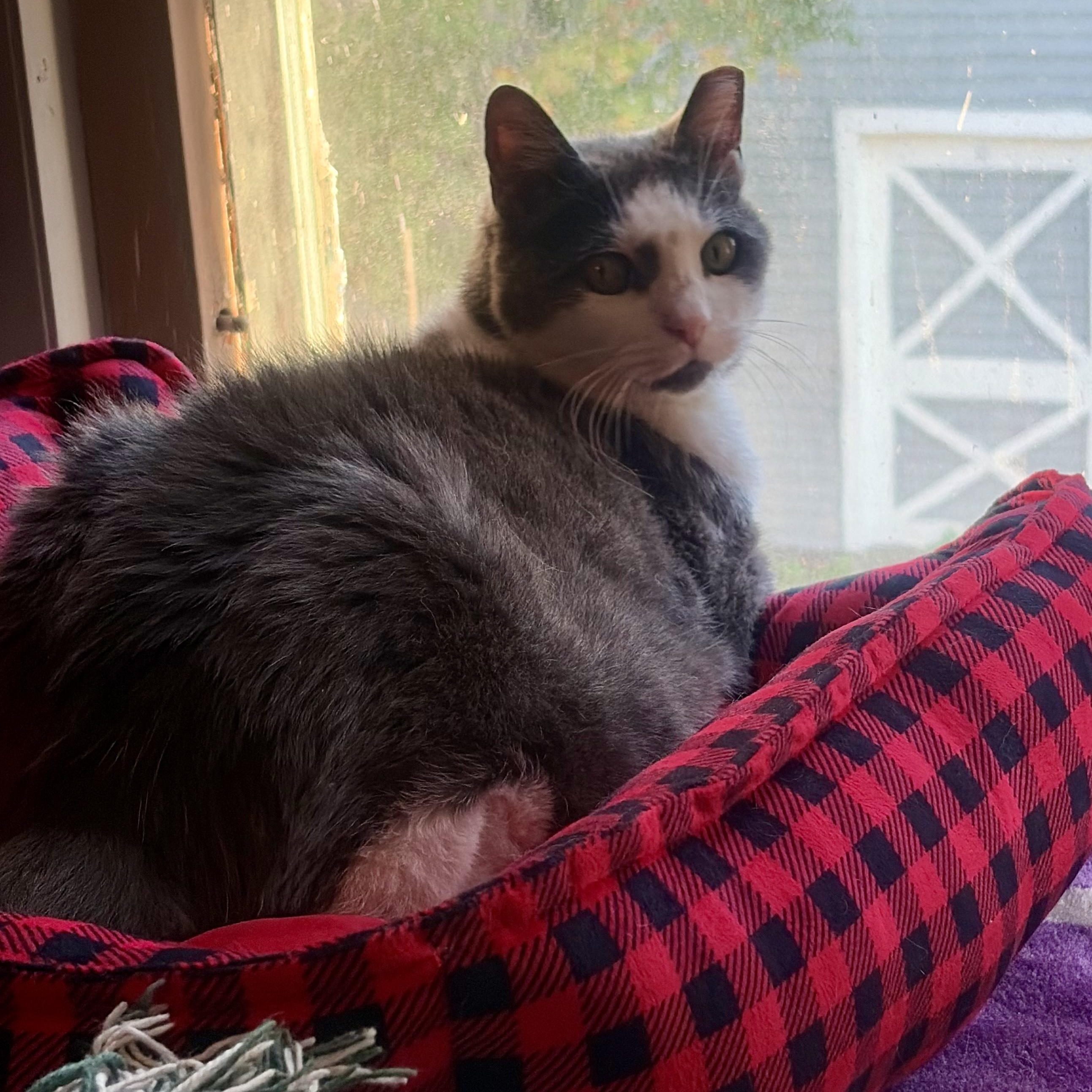 Enlarge Grace, a Adoptable mixed breed in East Amherst, NY image 5/5