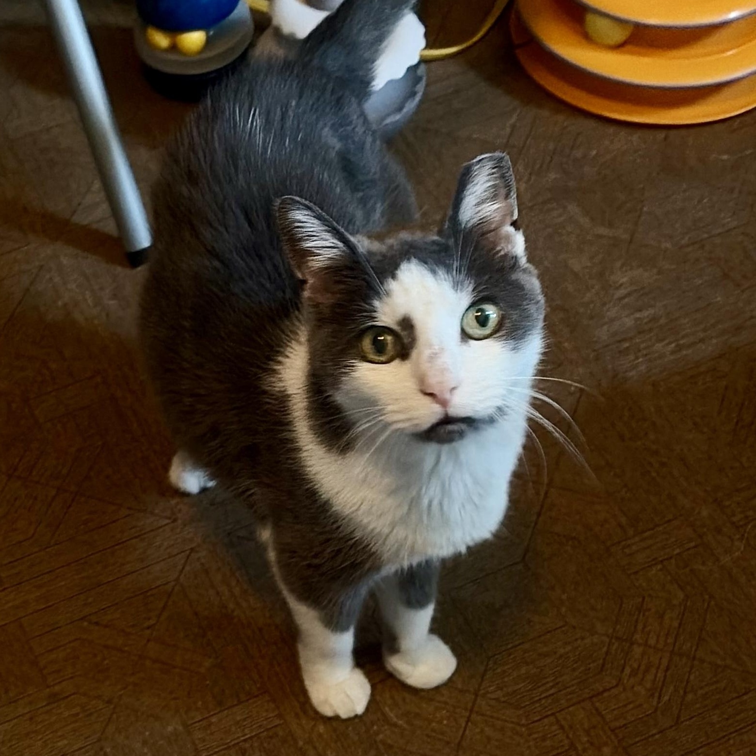 Grace, Adoptable, Adult Female Domestic Short Hair & Tuxedo.