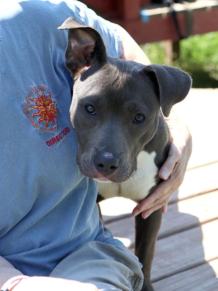 Brittany (AO34285), a Adoptable mixed breed in Kansas City, KS image 4/6