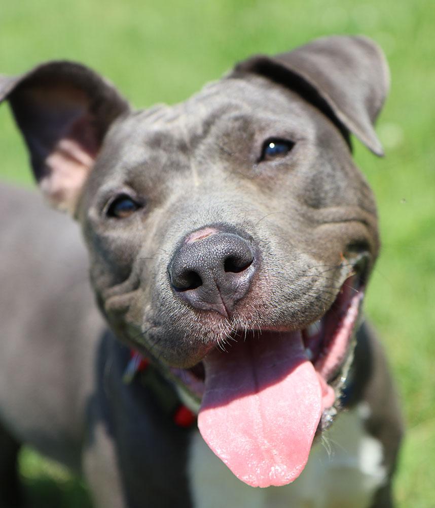Brittany (AO34285), Adoptable, Young Female American Bulldog & Mixed Breed.