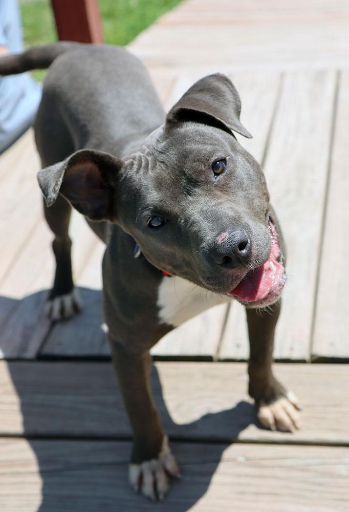 Brittany (AO34285), a Adoptable mixed breed in Kansas City, KS image 6/6