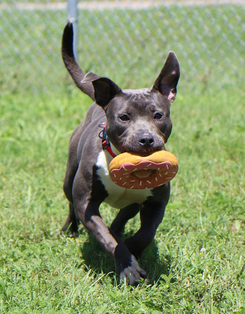 Brittany (AO34285), a Adoptable mixed breed in Kansas City, KS image 3/6