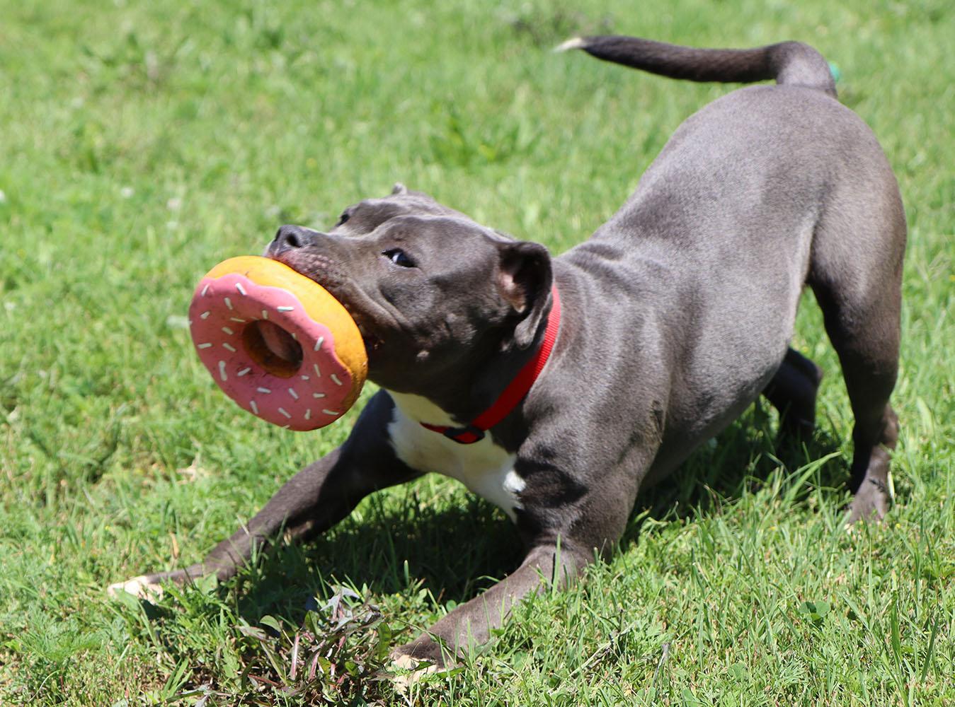 Brittany (AO34285), a Adoptable mixed breed in Kansas City, KS image 2/6