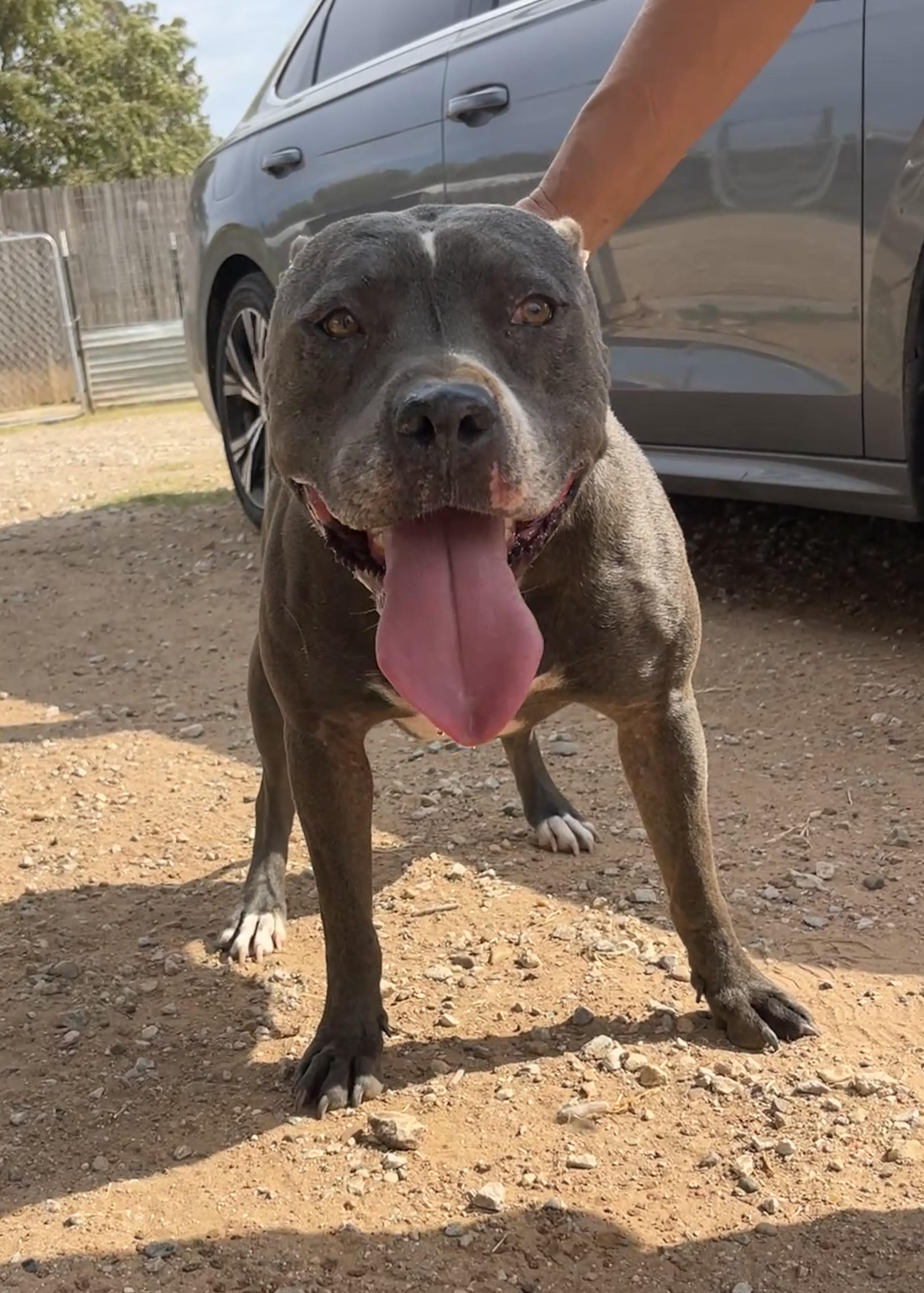 Tabitha, Adoptable, Adult Female Pit Bull Terrier & American Staffordshire Terrier.
