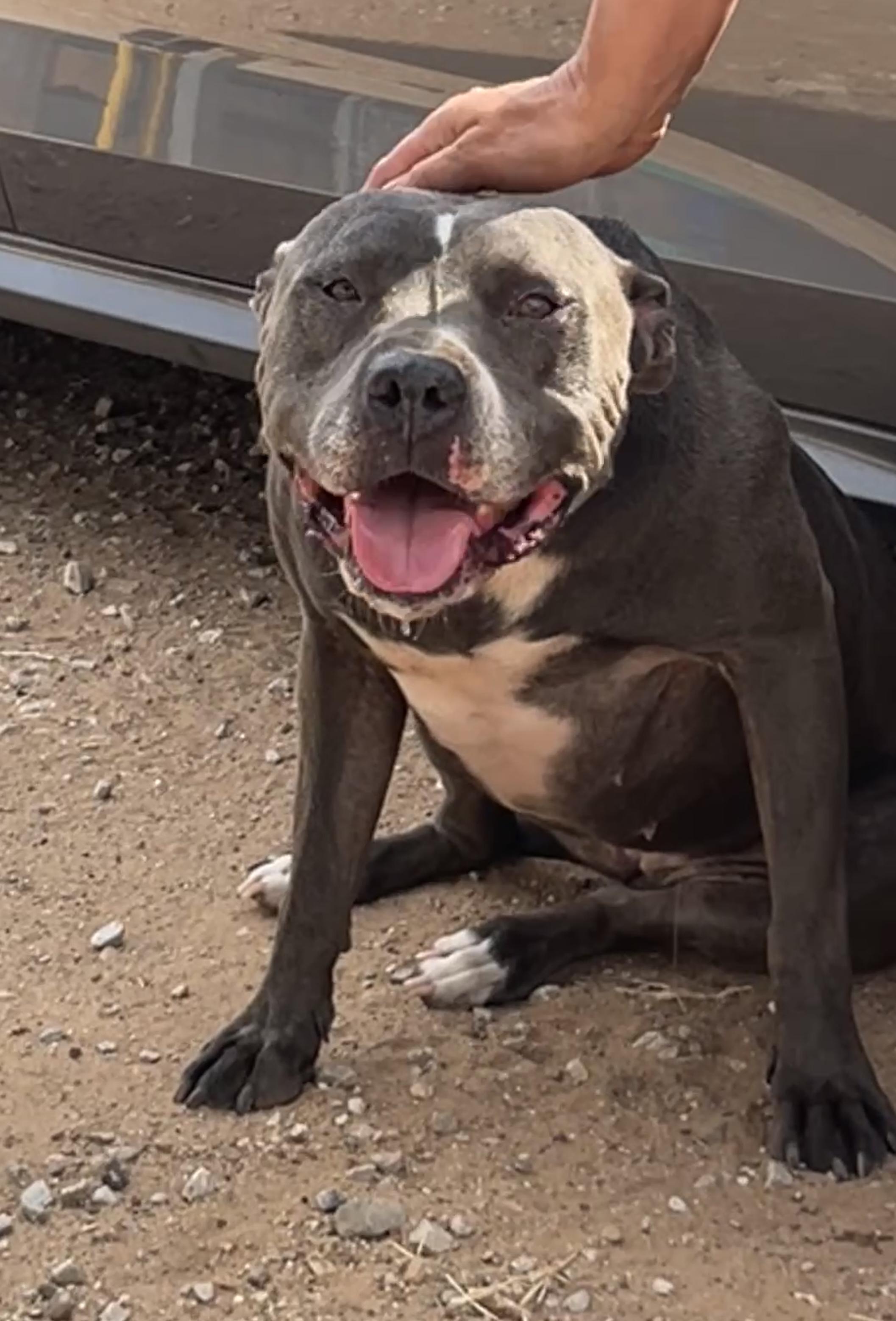 Tabitha, a Adoptable mixed breed in Levelland, TX image 2/6