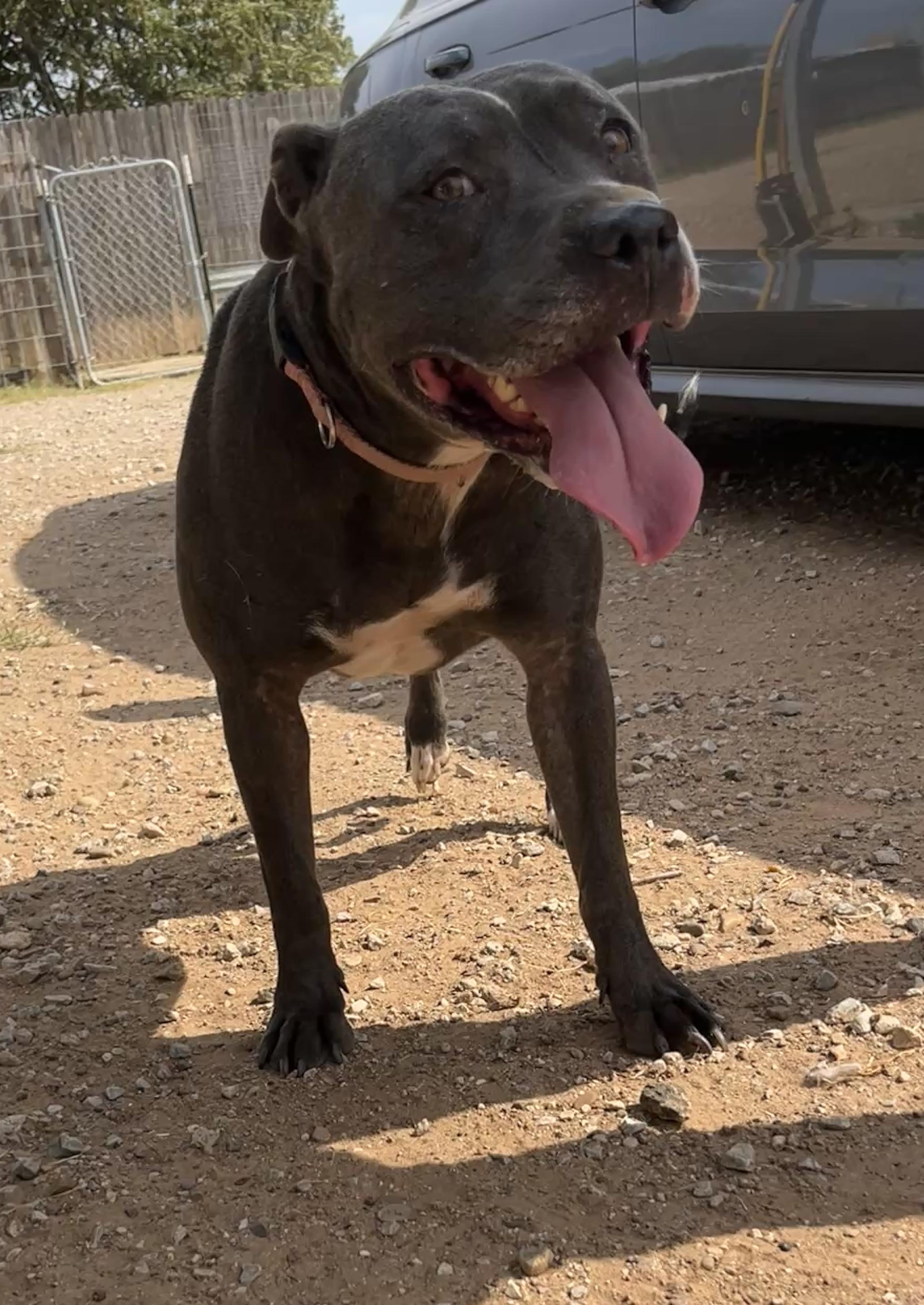 Tabitha, a Adoptable mixed breed in Levelland, TX image 3/6