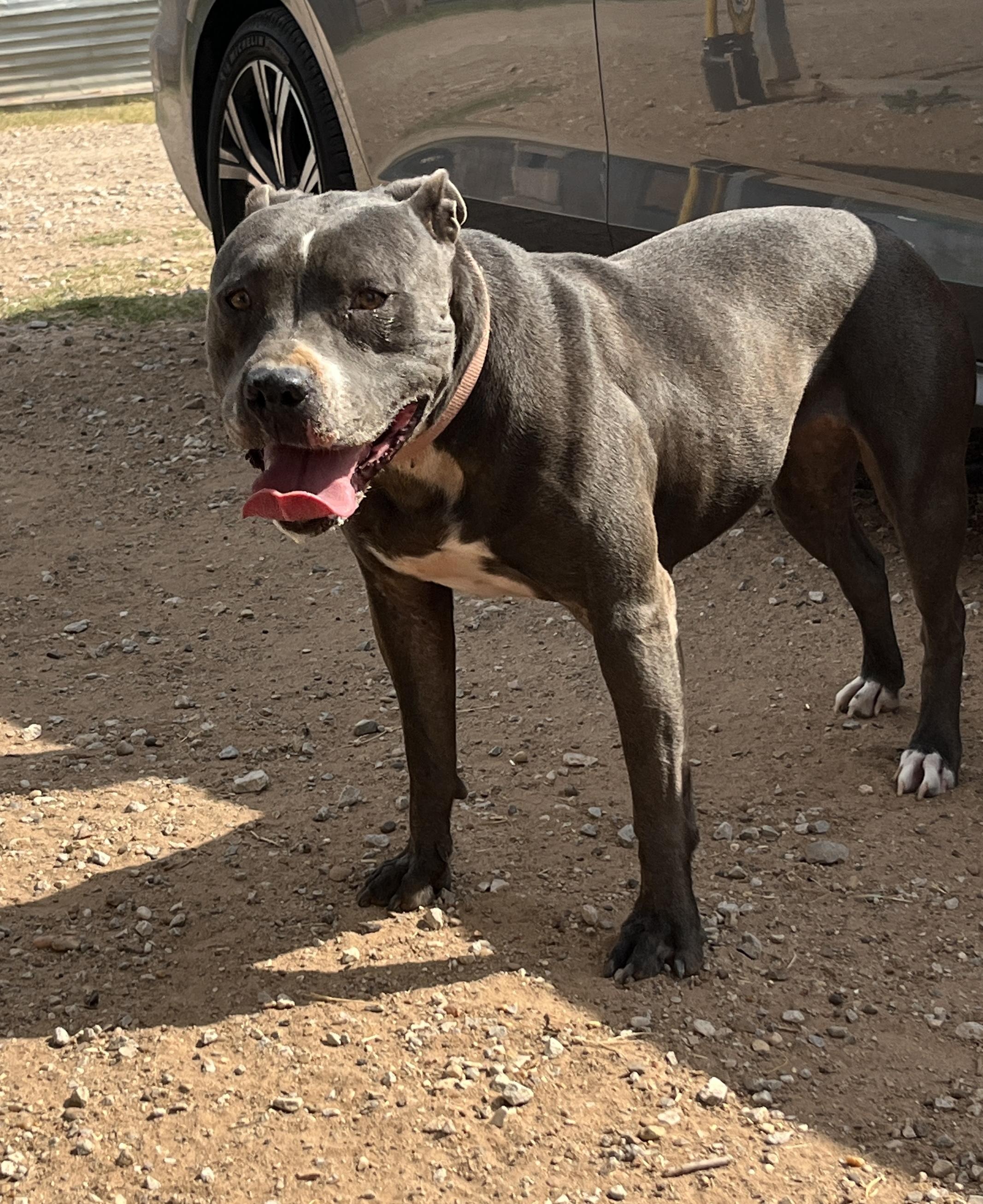 Tabitha, a Adoptable mixed breed in Levelland, TX image 4/6
