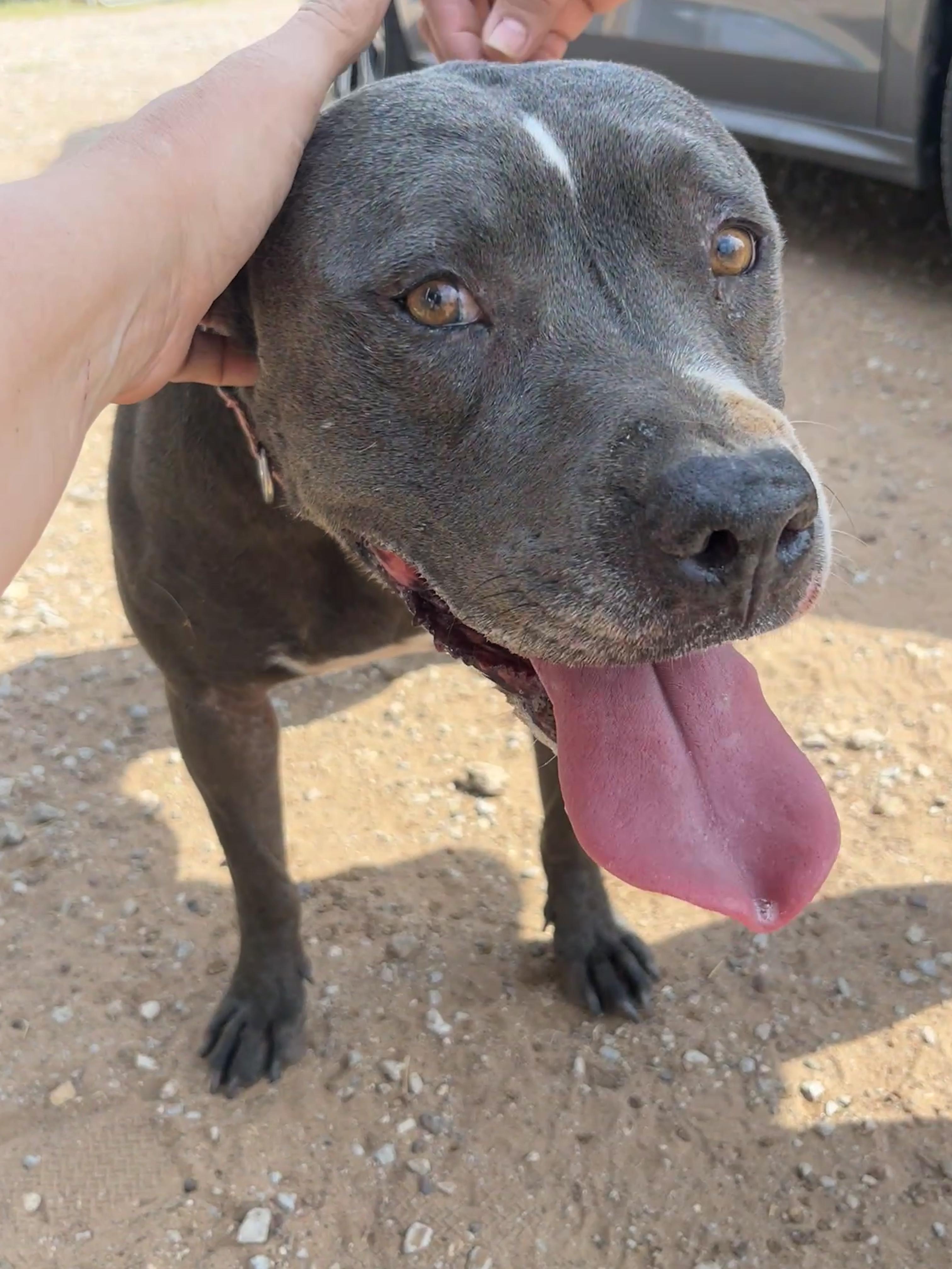 Tabitha, a Adoptable mixed breed in Levelland, TX image 5/6