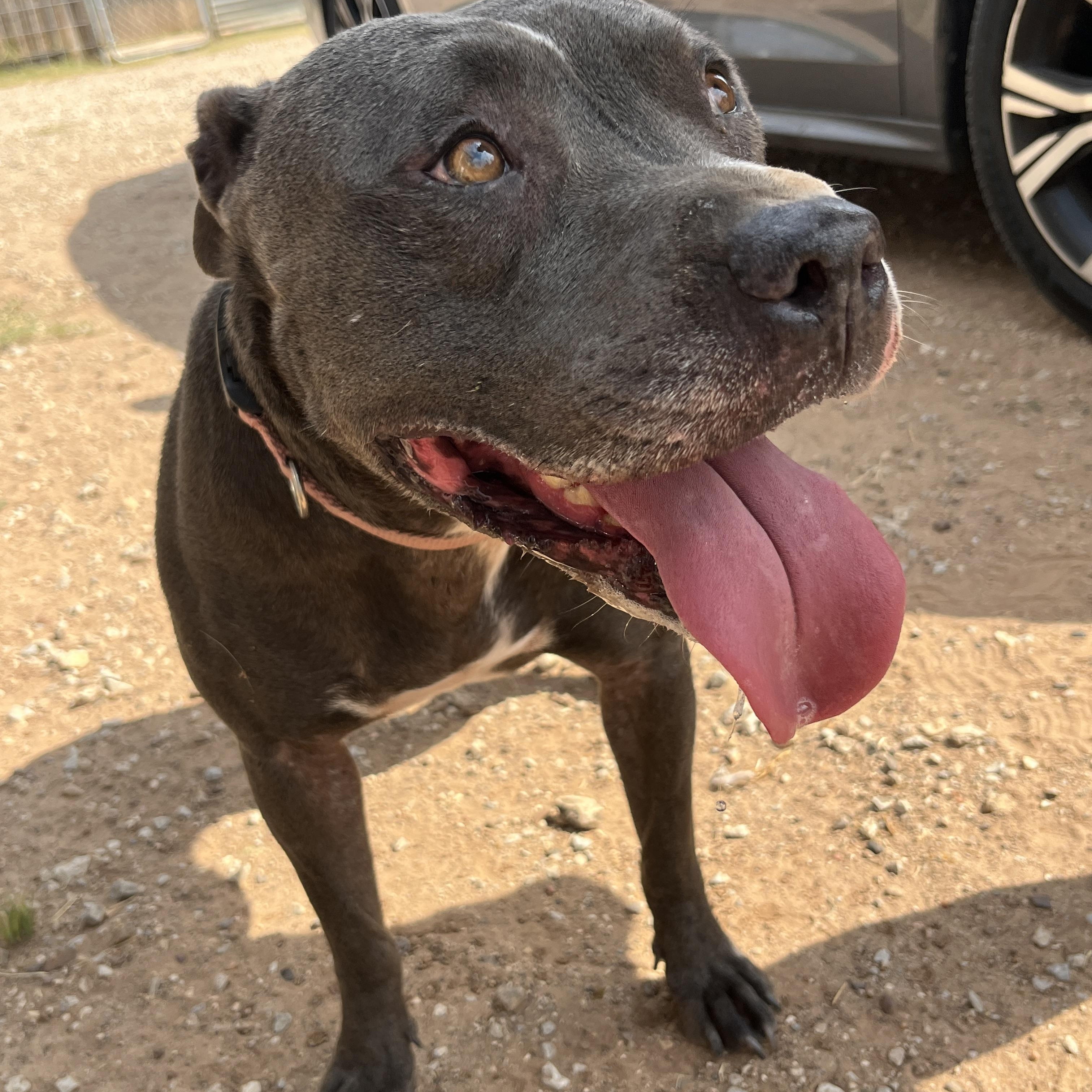 Tabitha, a Adoptable mixed breed in Levelland, TX image 6/6