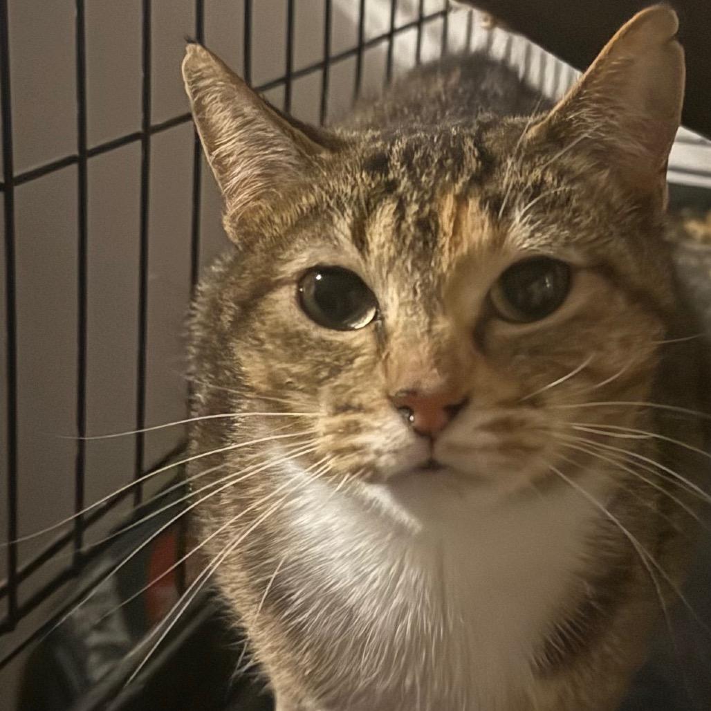 Alice, Adoptable, Young Female Domestic Short Hair.