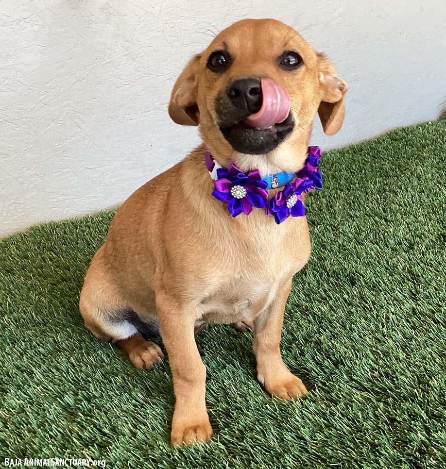 Enlarge Toni, a Adopted mixed breed in San Diego, CA image 1/4