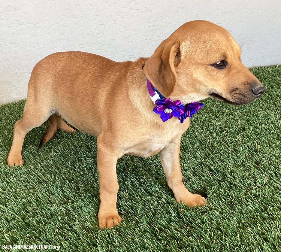 Enlarge Toni, a Adopted mixed breed in San Diego, CA image 2/4