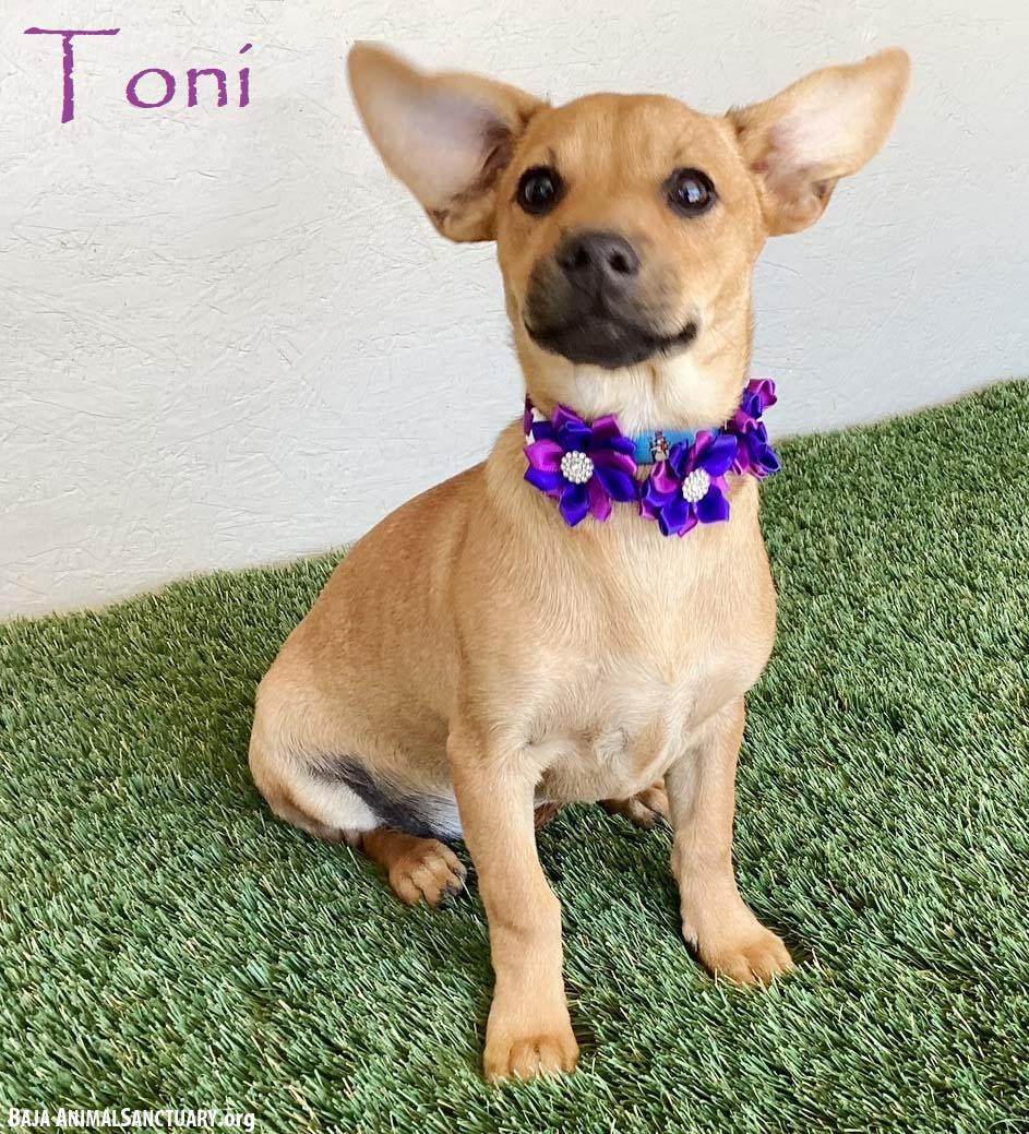 Enlarge Toni, a Adopted mixed breed in San Diego, CA image 3/4