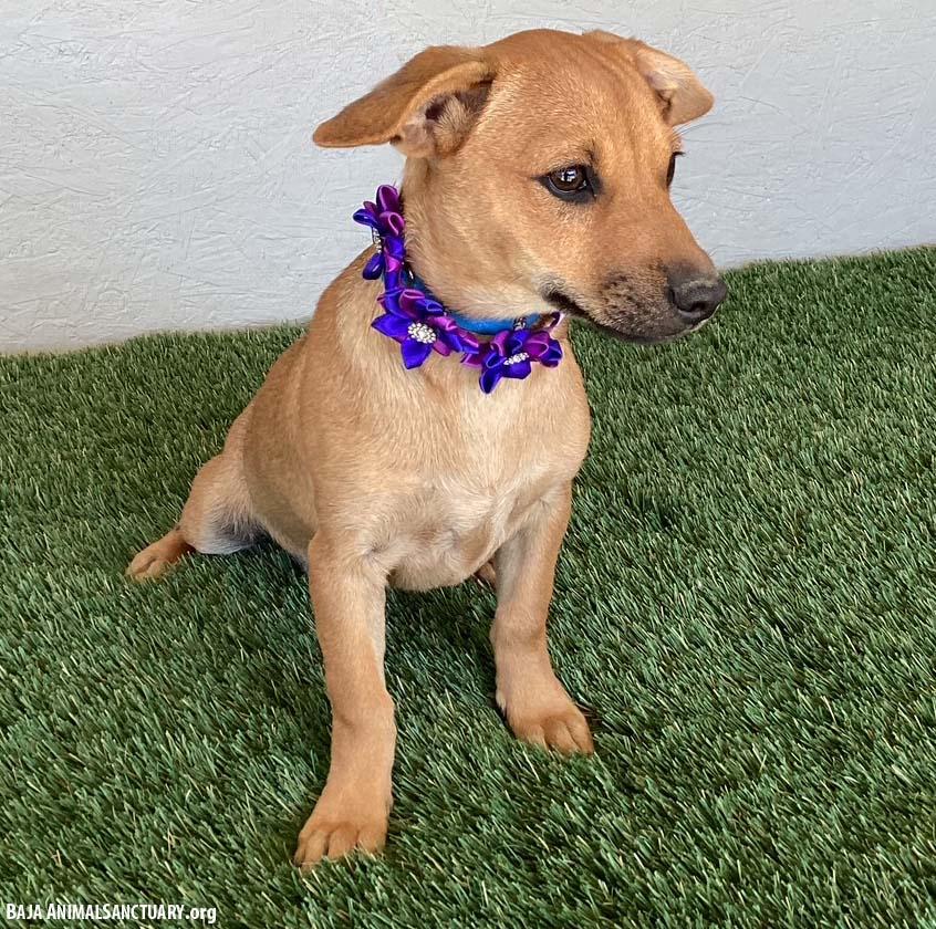 Enlarge Toni, a Adopted mixed breed in San Diego, CA image 4/4