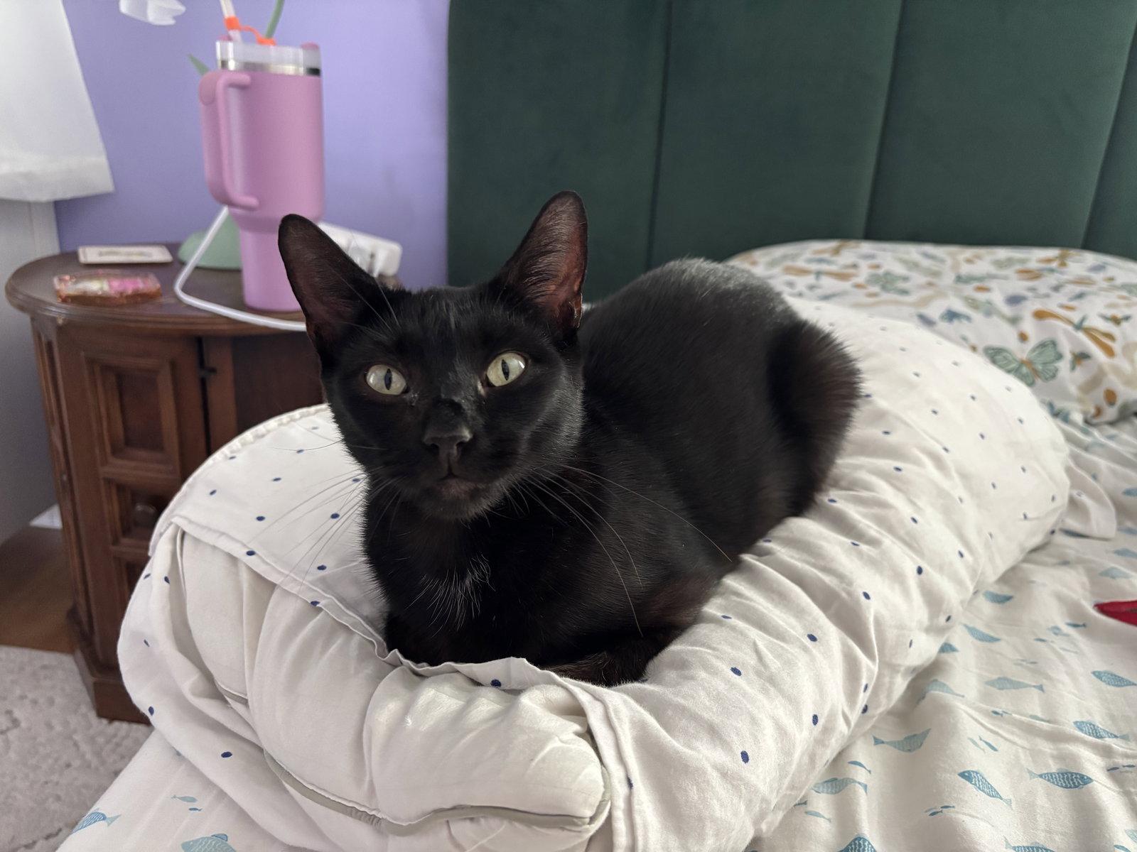 Ink, Adoptable, Adult Female Bombay.