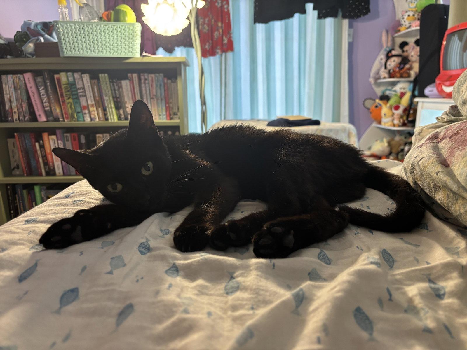 Ink, a Adoptable Bombay in Orlando, FL image 1/3