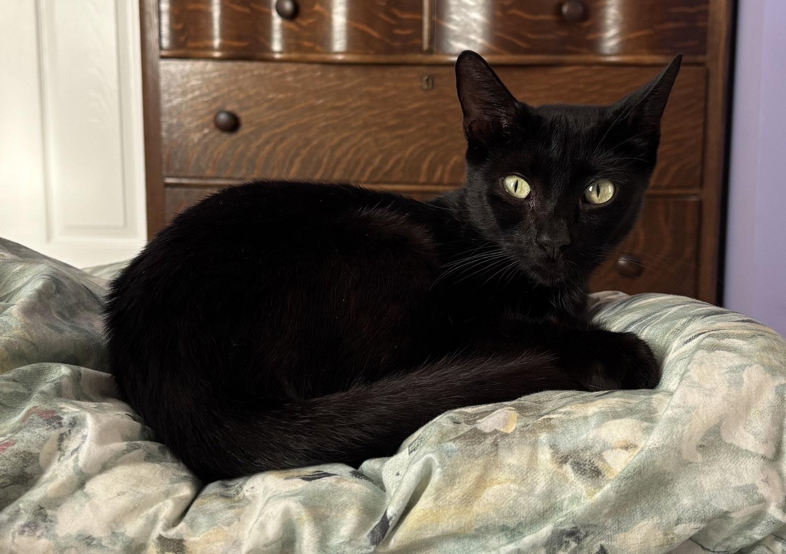Enlarge Ink, a Adoptable Bombay in Orlando, FL image 3/3