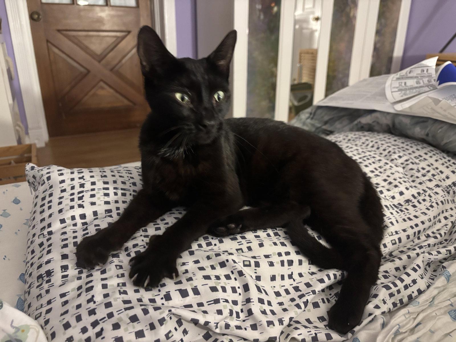 Ink, a Adoptable Bombay in Orlando, FL image 2/3