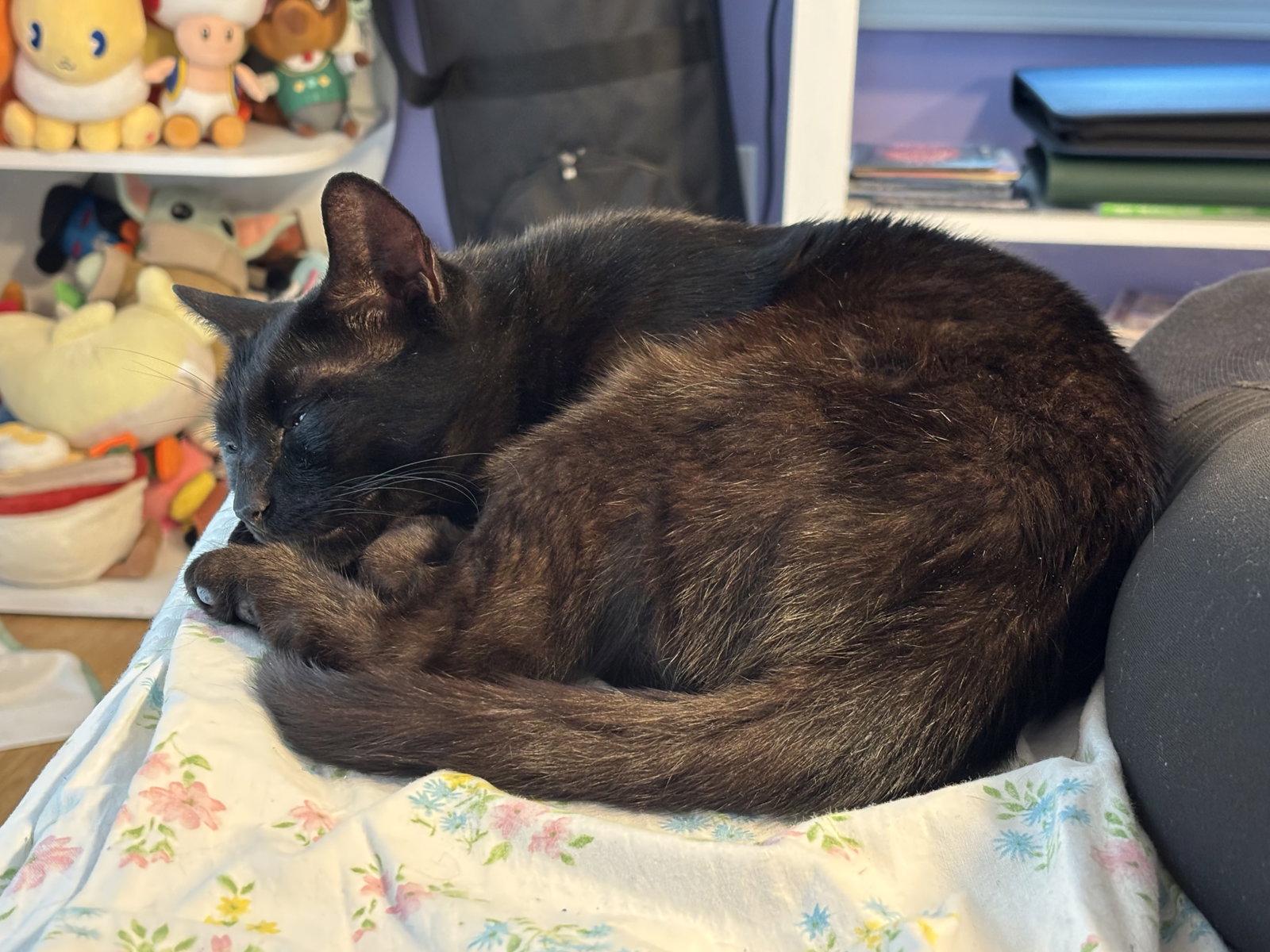 Ink, a Adoptable Bombay in Orlando, FL image 3/3