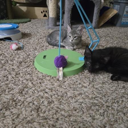 Enlarge Canyon, a Adoptable Domestic Short Hair in Brea, CA image 1/4