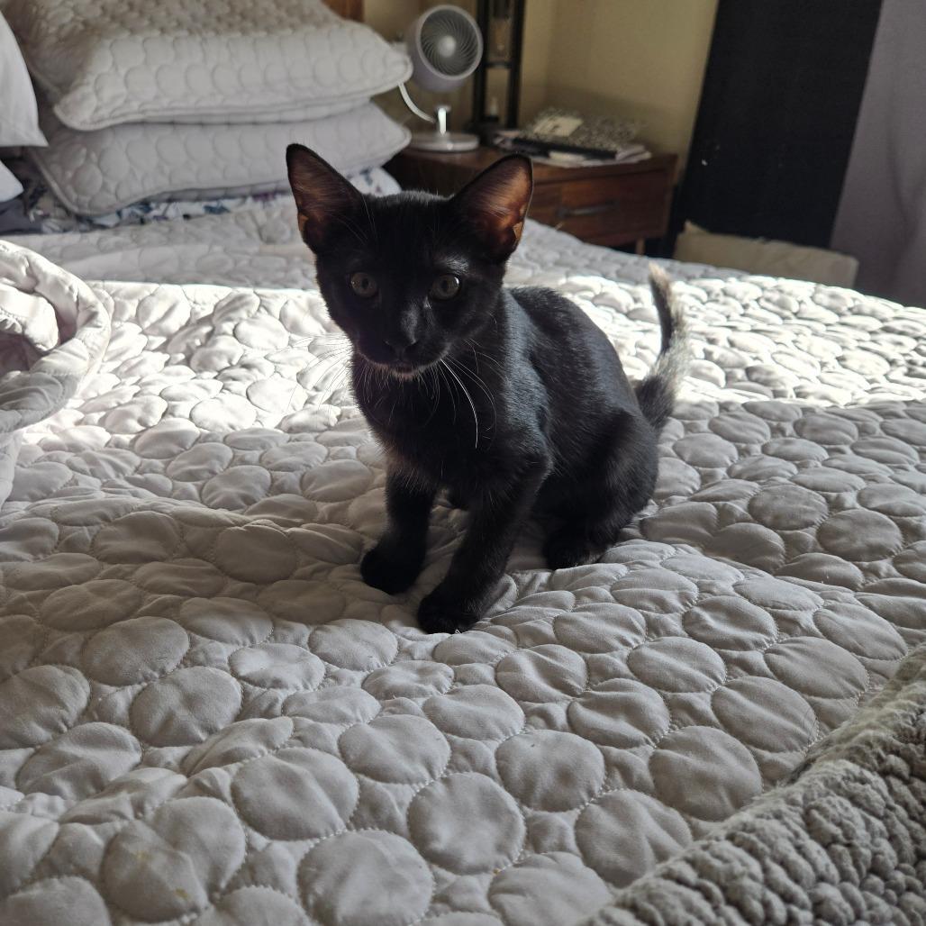 Enlarge Canyon, a Adoptable Domestic Short Hair in Brea, CA image 2/4