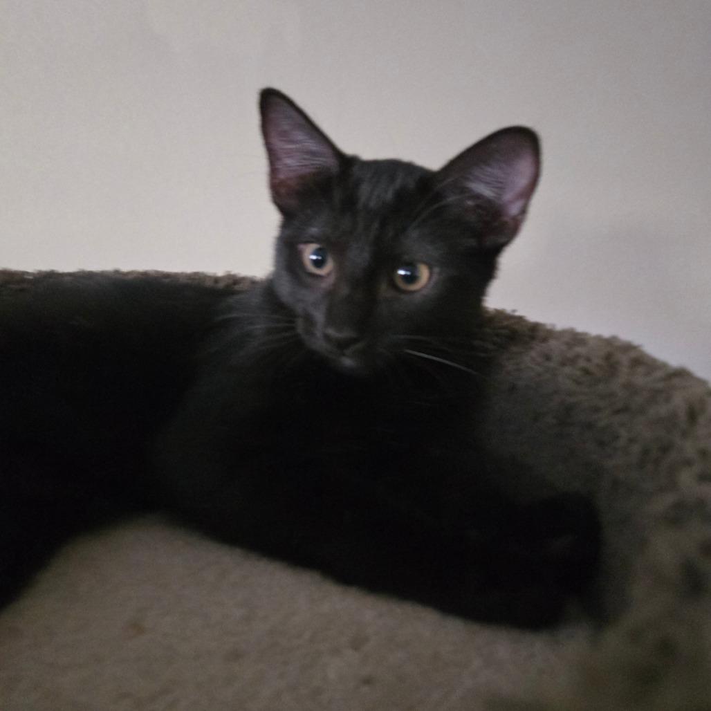 Enlarge Canyon, a Adoptable Domestic Short Hair in Brea, CA image 4/4