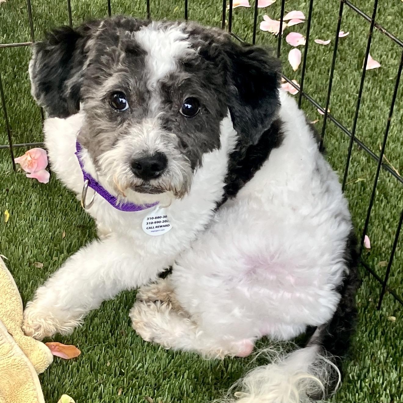 Enlarge Marshall , a ADOPTABLE mixed breed in Santa Monica, CA image 3/4