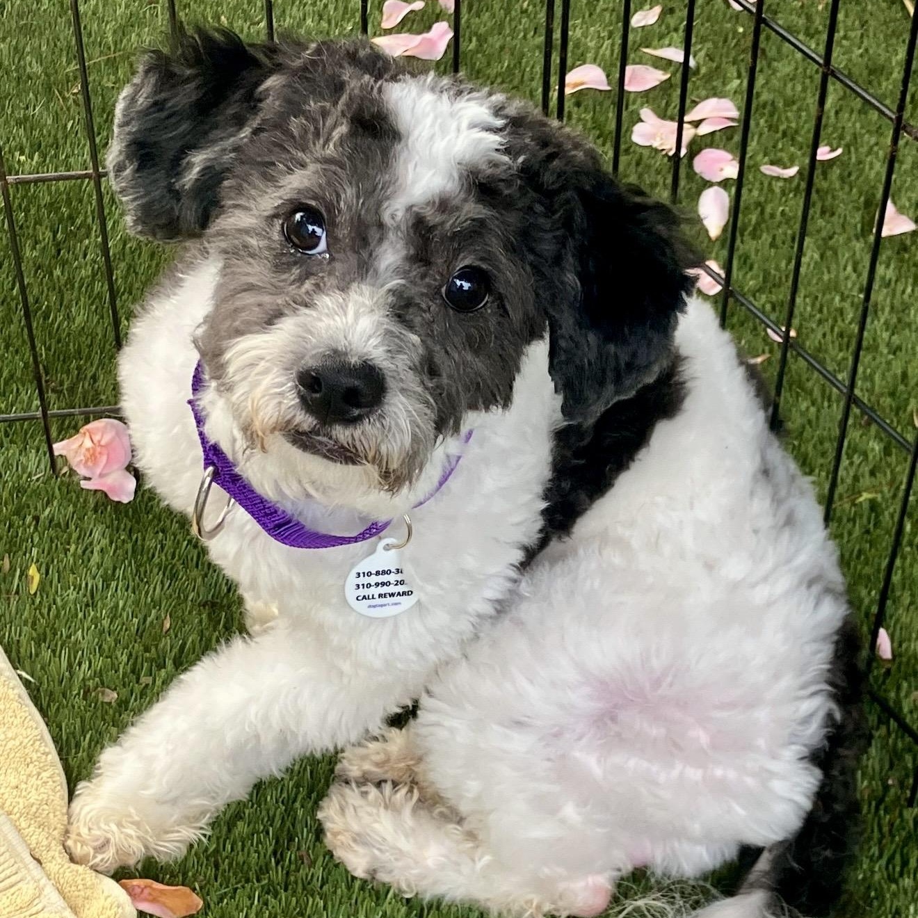 Marshall , ADOPTABLE, Young Male Havanese & Poodle.