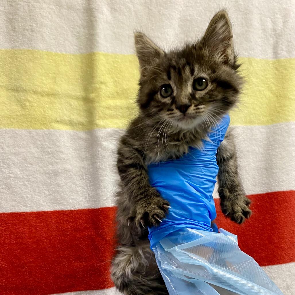 Enoki Mushroom, Adoptable, Kitten Female Domestic Short Hair.