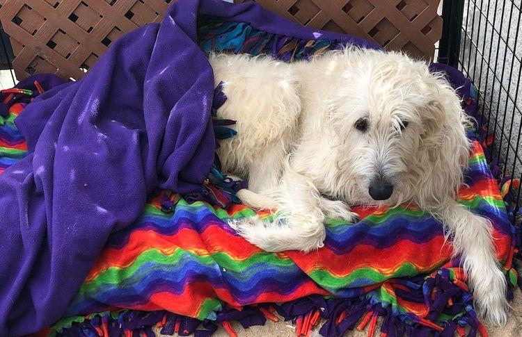 Enlarge Darling , an adopted Irish Wolfhound in Larkspur, CO image 2/4