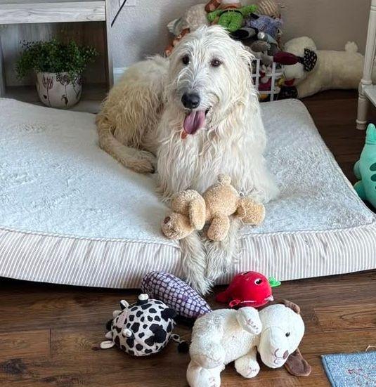 Enlarge Darling , an adopted Irish Wolfhound in Larkspur, CO image 3/4