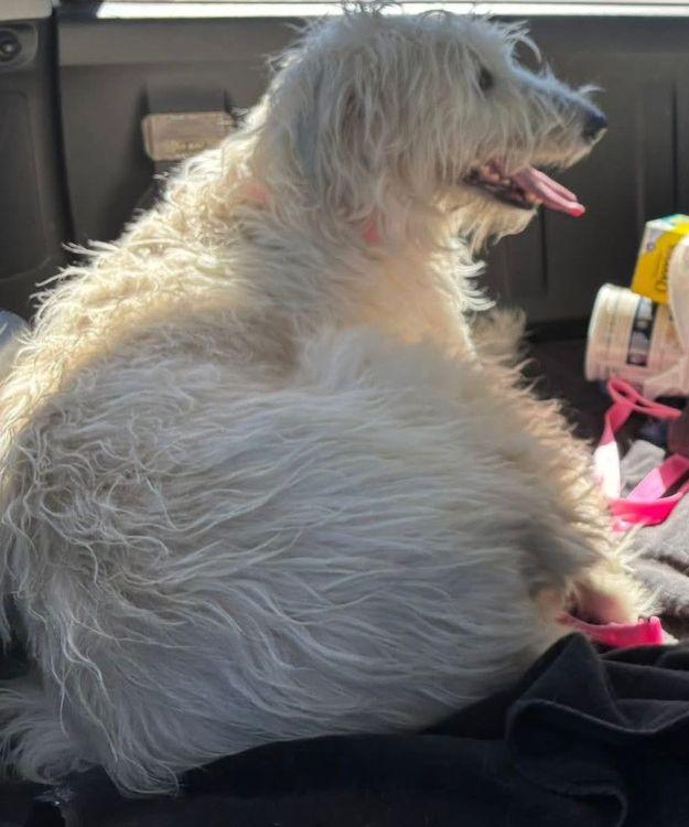 Enlarge Darling , an adopted Irish Wolfhound in Larkspur, CO image 4/4