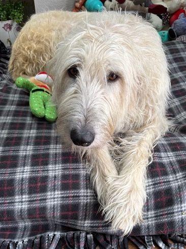 Darling , adopted, Young Female Irish Wolfhound.