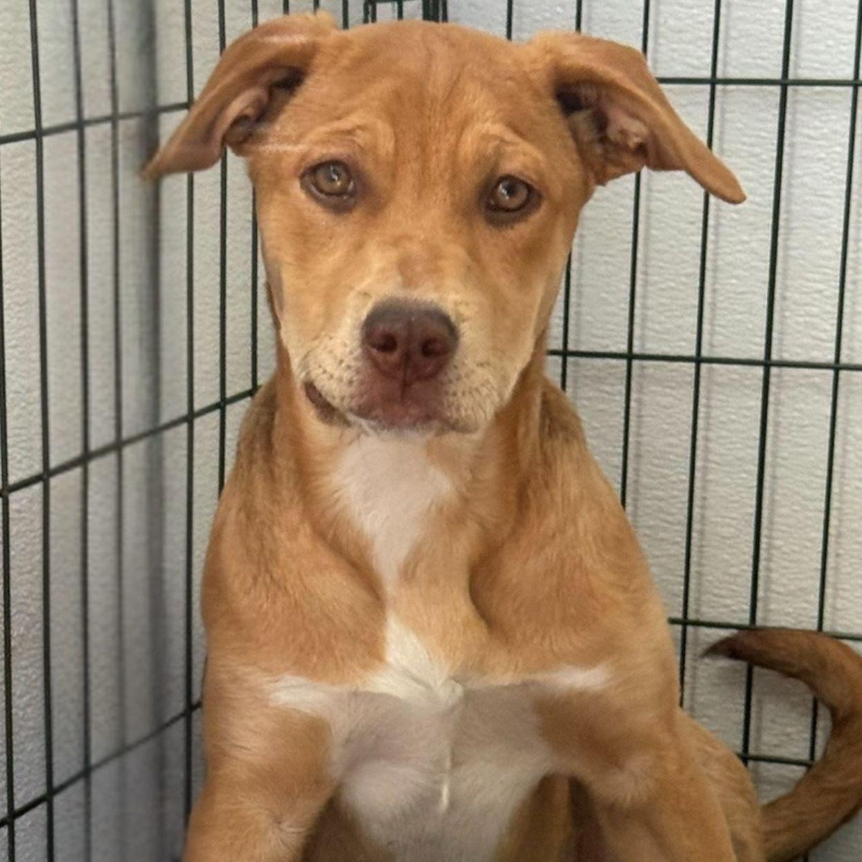 Ruby, Adoptable, Puppy Female Mastiff & Husky.