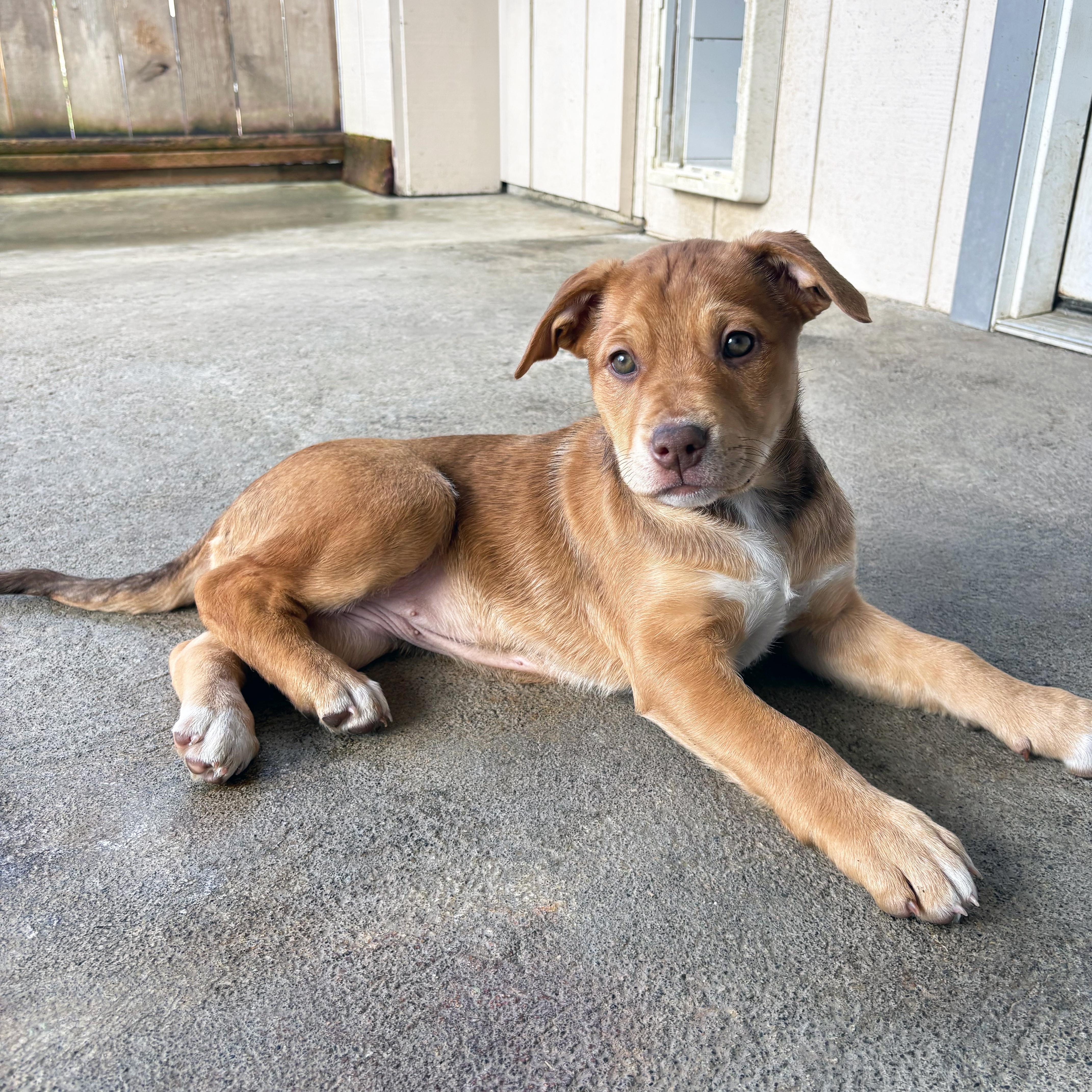 Enlarge Ruby, a Adoptable mixed breed in Sequim, WA image 1/2
