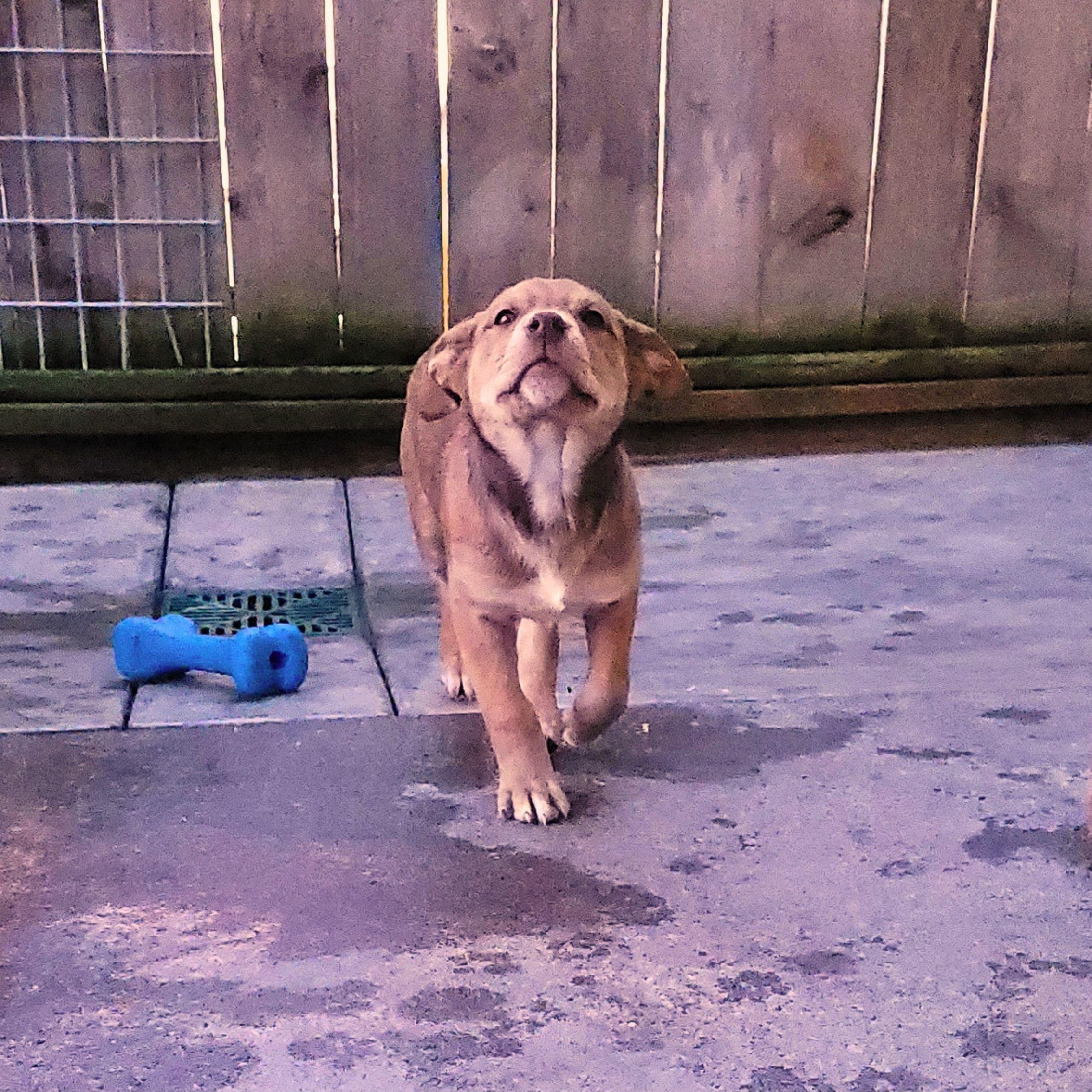 Enlarge Ruby, a Adoptable mixed breed in Sequim, WA image 2/2