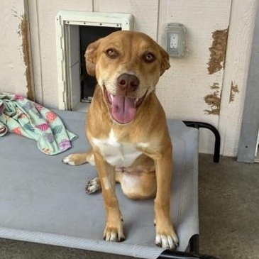 Enlarge Ruby, a Adoptable mixed breed in Sequim, WA image 2/5