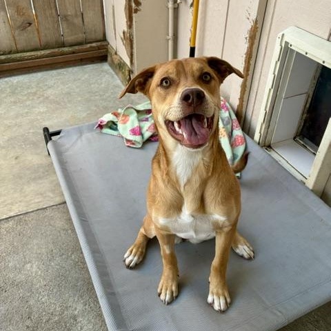Ruby, Adoptable, Puppy Female Mastiff & Husky.